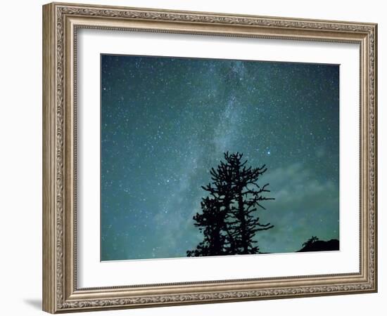 Washington State, Alpine Lakes Wilderness, Ingalls Pass, Milky Way and trees-Jamie & Judy Wild-Framed Photographic Print