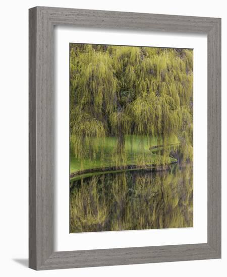 Washington State, Bainbridge Island. Weeping Willow and Pond-Jaynes Gallery-Framed Photographic Print