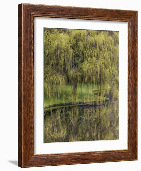 Washington State, Bainbridge Island. Weeping Willow and Pond-Jaynes Gallery-Framed Photographic Print