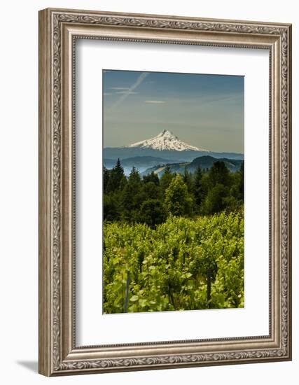 Washington State, Columbia River Gorge. Vineyard with Mt. Hood in the Background-Richard Duval-Framed Photographic Print