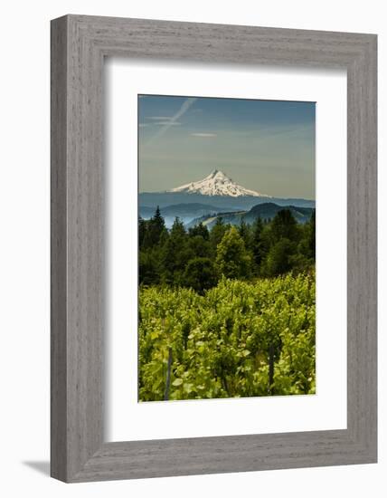 Washington State, Columbia River Gorge. Vineyard with Mt. Hood in the Background-Richard Duval-Framed Photographic Print