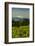 Washington State, Columbia River Gorge. Vineyard with Mt. Hood in the Background-Richard Duval-Framed Photographic Print