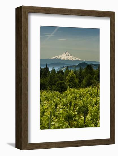 Washington State, Columbia River Gorge. Vineyard with Mt. Hood in the Background-Richard Duval-Framed Photographic Print