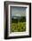 Washington State, Columbia River Gorge. Vineyard with Mt. Hood in the Background-Richard Duval-Framed Photographic Print