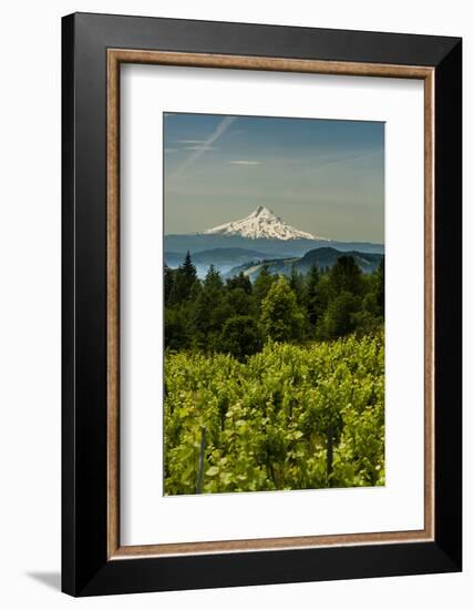 Washington State, Columbia River Gorge. Vineyard with Mt. Hood in the Background-Richard Duval-Framed Photographic Print