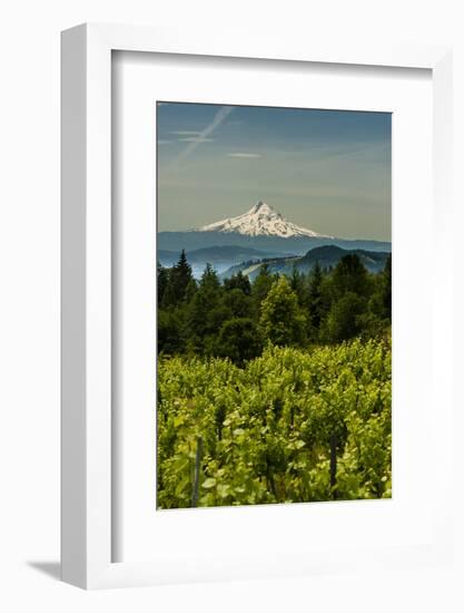 Washington State, Columbia River Gorge. Vineyard with Mt. Hood in the Background-Richard Duval-Framed Photographic Print