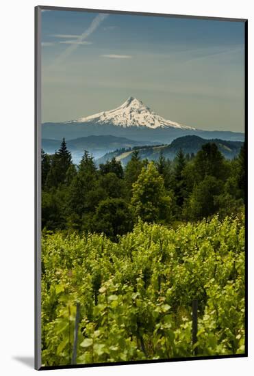 Washington State, Columbia River Gorge. Vineyard with Mt. Hood in the Background-Richard Duval-Mounted Photographic Print