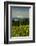 Washington State, Columbia River Gorge. Vineyard with Mt. Hood in the Background-Richard Duval-Framed Photographic Print