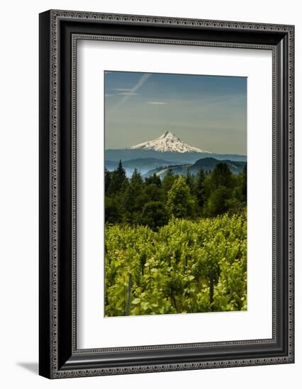 Washington State, Columbia River Gorge. Vineyard with Mt. Hood in the Background-Richard Duval-Framed Photographic Print