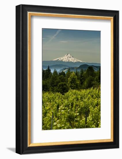 Washington State, Columbia River Gorge. Vineyard with Mt. Hood in the Background-Richard Duval-Framed Photographic Print