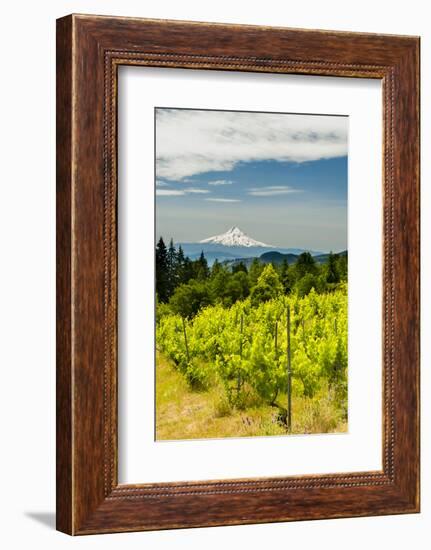 Washington State, Columbia River Gorge. Vineyard with View of Mt. Hood-Richard Duval-Framed Photographic Print