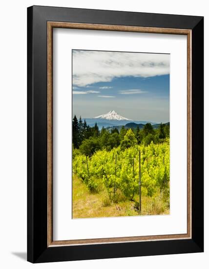 Washington State, Columbia River Gorge. Vineyard with View of Mt. Hood-Richard Duval-Framed Photographic Print