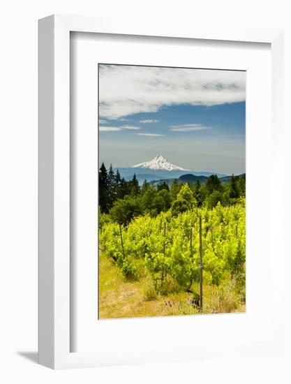 Washington State, Columbia River Gorge. Vineyard with View of Mt. Hood-Richard Duval-Framed Photographic Print