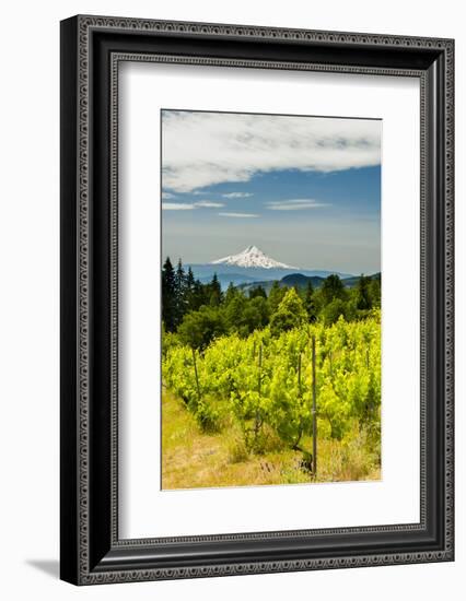 Washington State, Columbia River Gorge. Vineyard with View of Mt. Hood-Richard Duval-Framed Photographic Print