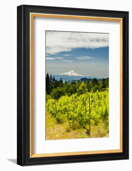 Washington State, Columbia River Gorge. Vineyard with View of Mt. Hood-Richard Duval-Framed Photographic Print