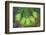 Washington State, Gifford Pinchot NF. Close-up of Fir Tree Bough-Don Paulson-Framed Photographic Print