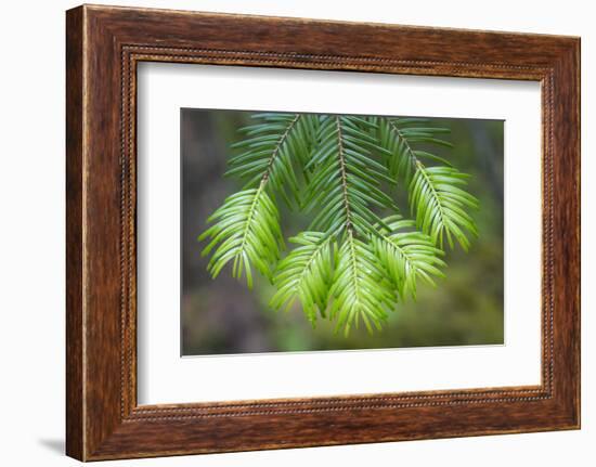 Washington State, Gifford Pinchot NF. Close-up of Fir Tree Bough-Don Paulson-Framed Photographic Print