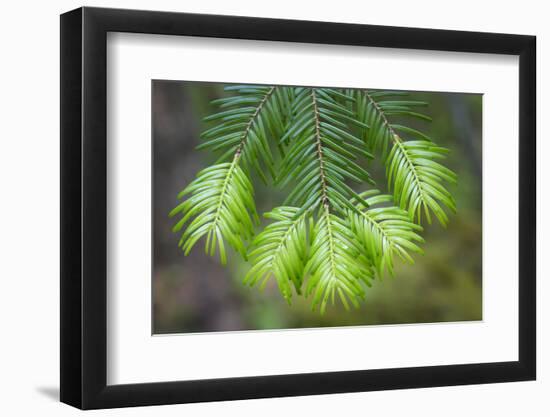Washington State, Gifford Pinchot NF. Close-up of Fir Tree Bough-Don Paulson-Framed Photographic Print