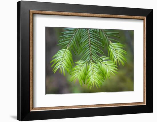 Washington State, Gifford Pinchot NF. Close-up of Fir Tree Bough-Don Paulson-Framed Photographic Print