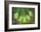 Washington State, Gifford Pinchot NF. Close-up of Fir Tree Bough-Don Paulson-Framed Photographic Print