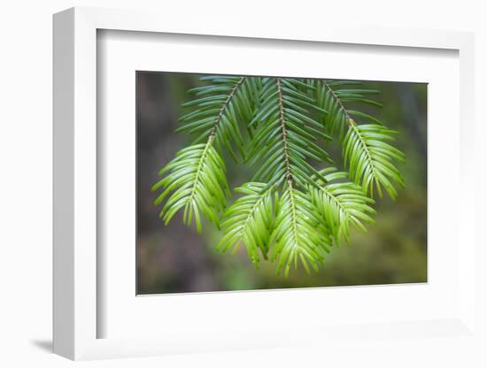 Washington State, Gifford Pinchot NF. Close-up of Fir Tree Bough-Don Paulson-Framed Photographic Print