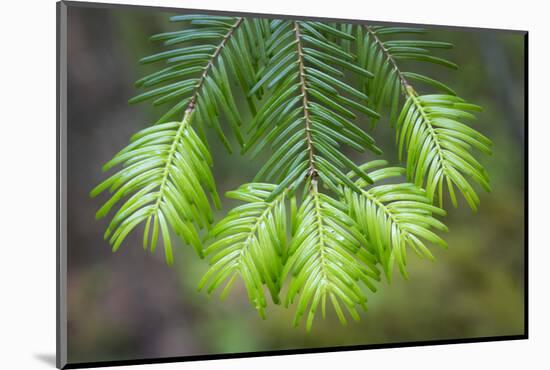 Washington State, Gifford Pinchot NF. Close-up of Fir Tree Bough-Don Paulson-Mounted Photographic Print