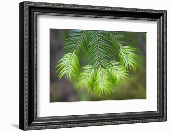 Washington State, Gifford Pinchot NF. Close-up of Fir Tree Bough-Don Paulson-Framed Photographic Print