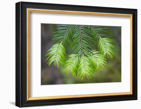 Washington State, Gifford Pinchot NF. Close-up of Fir Tree Bough-Don Paulson-Framed Photographic Print