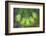 Washington State, Gifford Pinchot NF. Close-up of Fir Tree Bough-Don Paulson-Framed Photographic Print