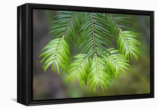 Washington State, Gifford Pinchot NF. Close-up of Fir Tree Bough-Don Paulson-Framed Premier Image Canvas