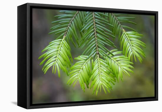 Washington State, Gifford Pinchot NF. Close-up of Fir Tree Bough-Don Paulson-Framed Premier Image Canvas