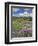 Washington State, Gifford Pinchot NF. Mount Saint Helens Landscape-Steve Terrill-Framed Photographic Print