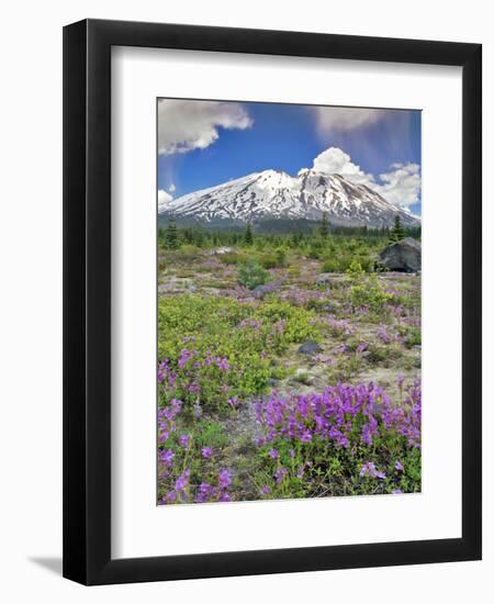 Washington State, Gifford Pinchot NF. Mount Saint Helens Landscape-Steve Terrill-Framed Photographic Print