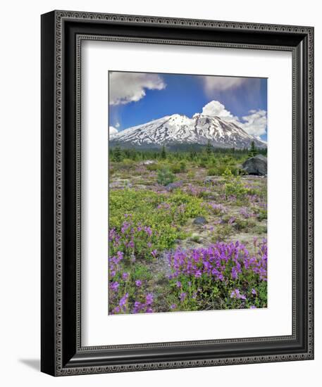 Washington State, Gifford Pinchot NF. Mount Saint Helens Landscape-Steve Terrill-Framed Photographic Print