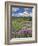 Washington State, Gifford Pinchot NF. Mount Saint Helens Landscape-Steve Terrill-Framed Photographic Print