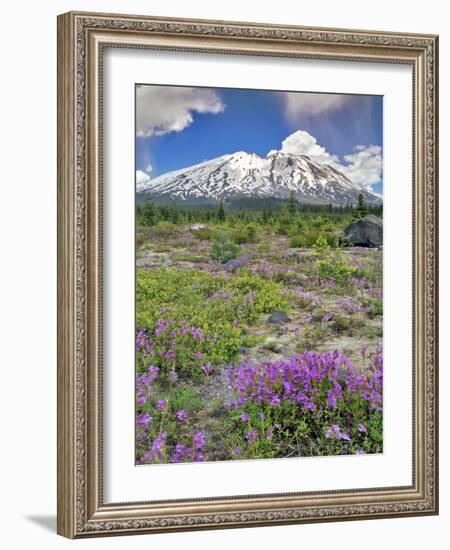 Washington State, Gifford Pinchot NF. Mount Saint Helens Landscape-Steve Terrill-Framed Photographic Print