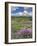 Washington State, Gifford Pinchot NF. Mount Saint Helens Landscape-Steve Terrill-Framed Photographic Print