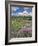 Washington State, Gifford Pinchot NF. Mount Saint Helens Landscape-Steve Terrill-Framed Photographic Print