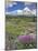 Washington State, Gifford Pinchot NF. Mount Saint Helens Landscape-Steve Terrill-Mounted Photographic Print