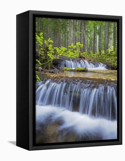 Washington State, Gifford Pinchot NF. Waterfall and Forest Scenic-Don Paulson-Framed Premier Image Canvas