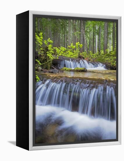 Washington State, Gifford Pinchot NF. Waterfall and Forest Scenic-Don Paulson-Framed Premier Image Canvas