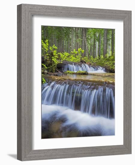 Washington State, Gifford Pinchot NF. Waterfall and Forest Scenic-Don Paulson-Framed Photographic Print