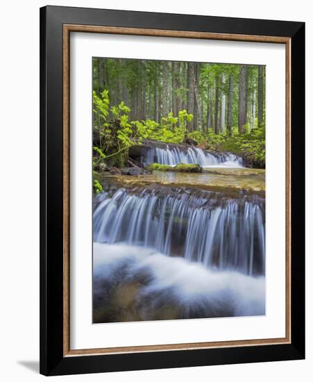 Washington State, Gifford Pinchot NF. Waterfall and Forest Scenic-Don Paulson-Framed Photographic Print