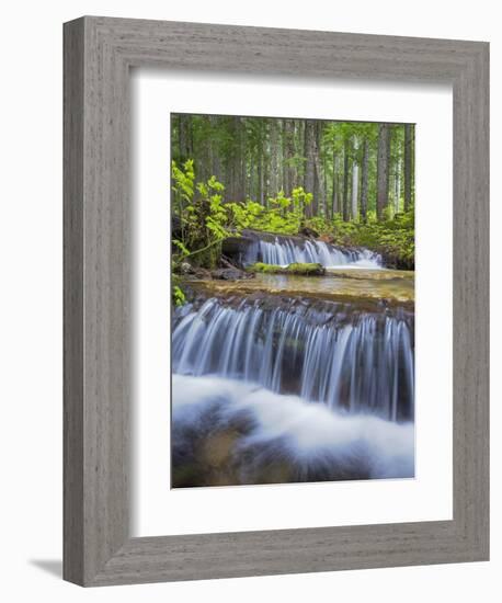 Washington State, Gifford Pinchot NF. Waterfall and Forest Scenic-Don Paulson-Framed Photographic Print