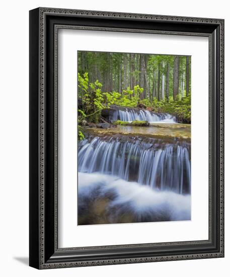 Washington State, Gifford Pinchot NF. Waterfall and Forest Scenic-Don Paulson-Framed Photographic Print