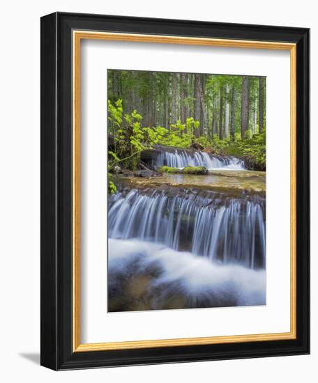 Washington State, Gifford Pinchot NF. Waterfall and Forest Scenic-Don Paulson-Framed Photographic Print