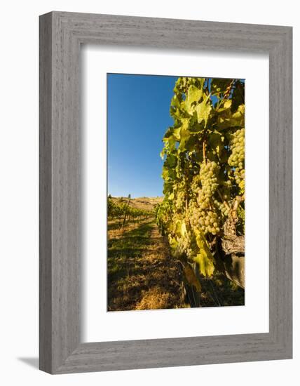 Washington State, Lake Chelan. Riesling Grape Cluster-Richard Duval-Framed Photographic Print