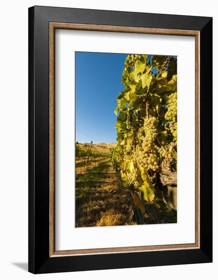 Washington State, Lake Chelan. Riesling Grape Cluster-Richard Duval-Framed Photographic Print