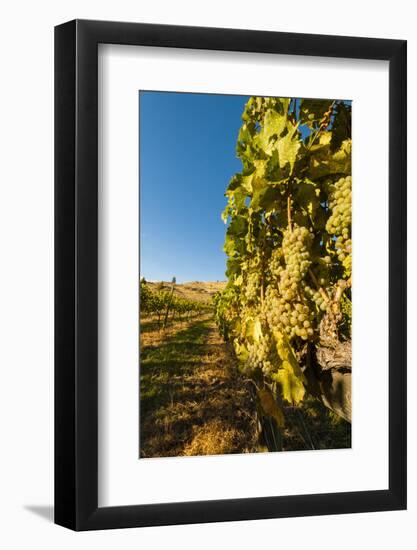 Washington State, Lake Chelan. Riesling Grape Cluster-Richard Duval-Framed Photographic Print