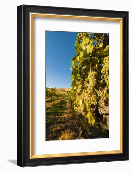 Washington State, Lake Chelan. Riesling Grape Cluster-Richard Duval-Framed Photographic Print